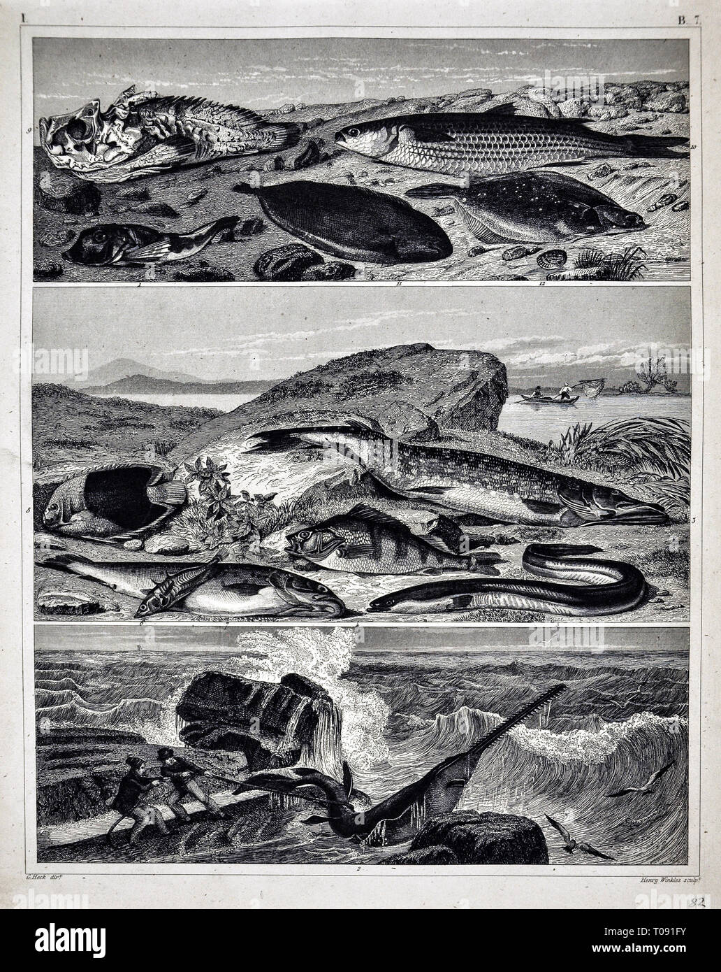 1849 Bilder Zoological Stampa di varie specie di pesci Foto Stock