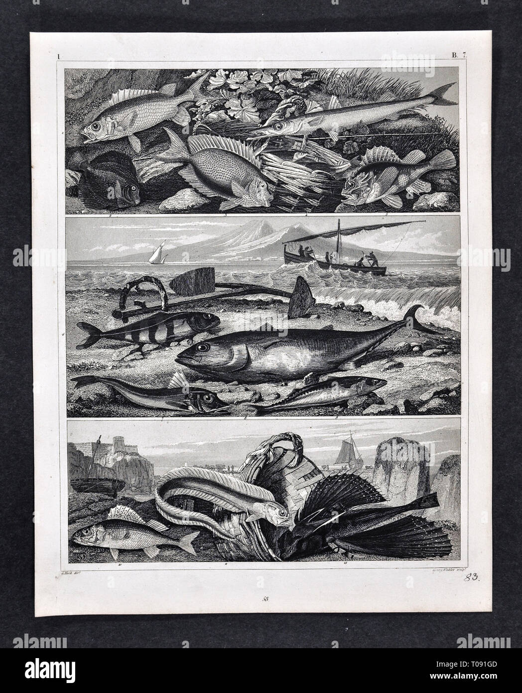 1849 Bilder Zoological Stampa di varie specie di pesci Foto Stock