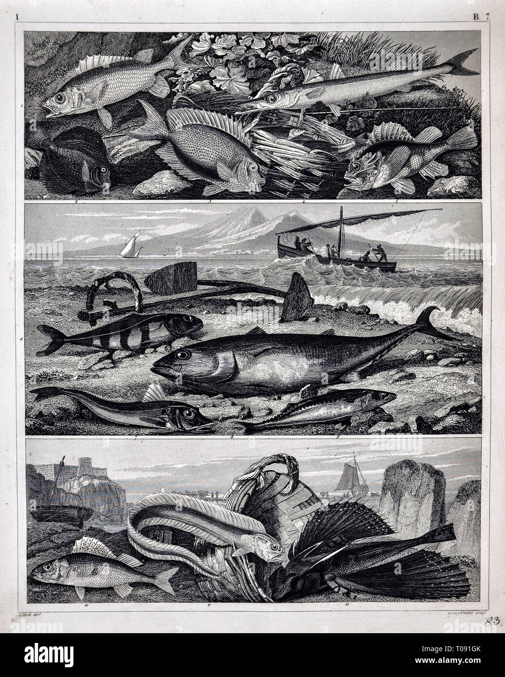 1849 Bilder Zoological Stampa di varie specie di pesci Foto Stock