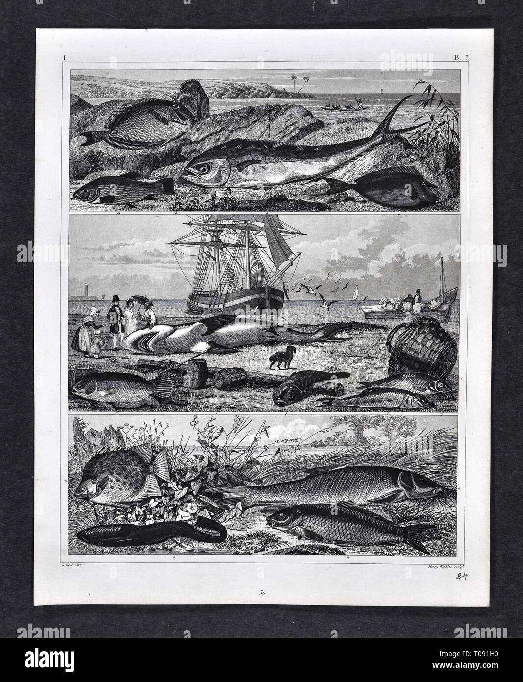 1849 Bilder Zoological Stampa di varie specie di pesci Foto Stock