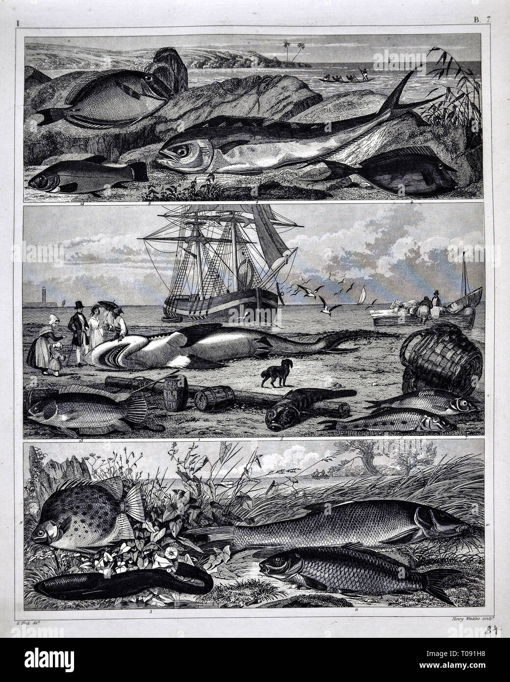 1849 Bilder Zoological Stampa di varie specie di pesci Foto Stock
