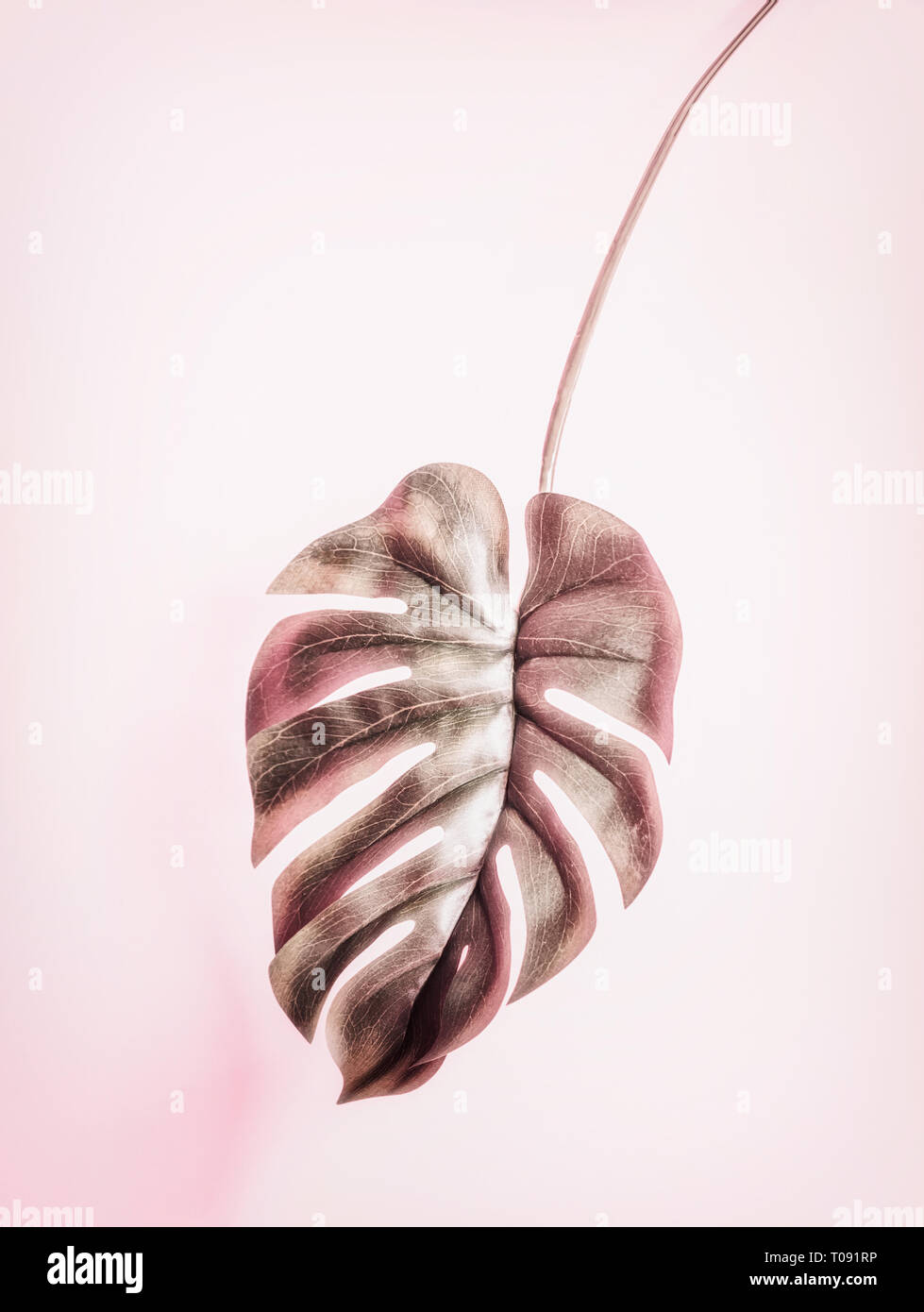 Appendere tropicale foglia di monstera pastello su sfondo rosa Foto Stock