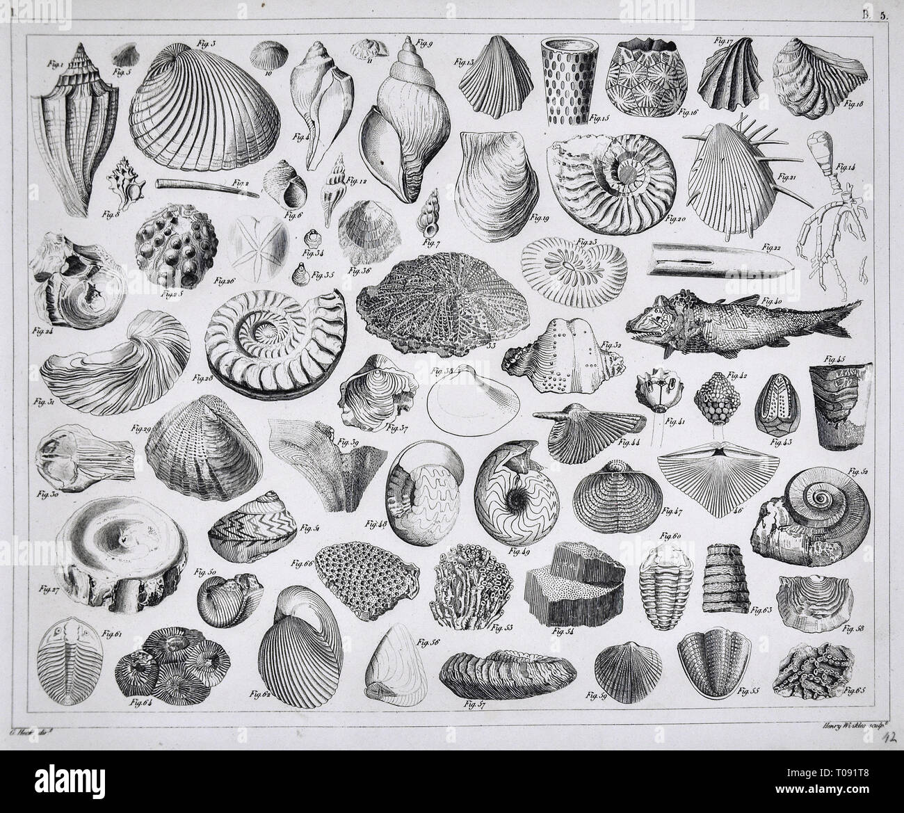 1849 Bilder Atlas Stampa - fossili preistorici dal Paleozoico compresi Brachiopod conchiglie di mare, trilobata, Ammoniti, corallo e altre creature marine Foto Stock