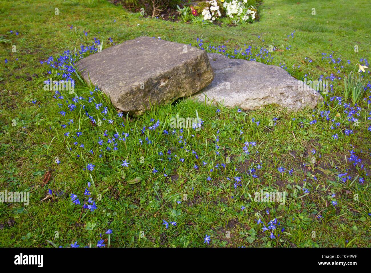 Due lastre in grigio sul prato circondato da piccole bluebells Foto Stock