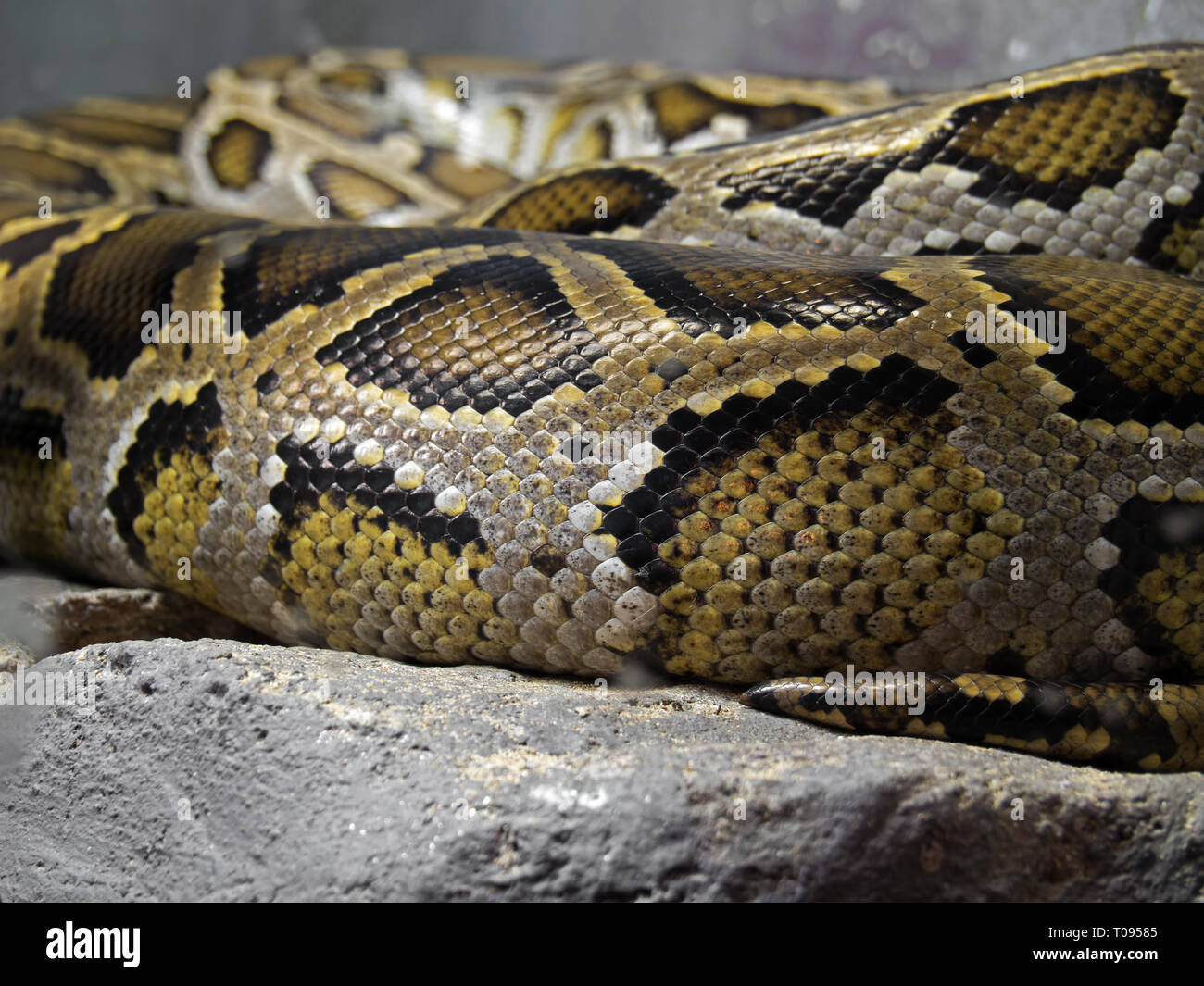 Closeup Scale di verde pitone birmano avvolto sulla roccia Foto Stock