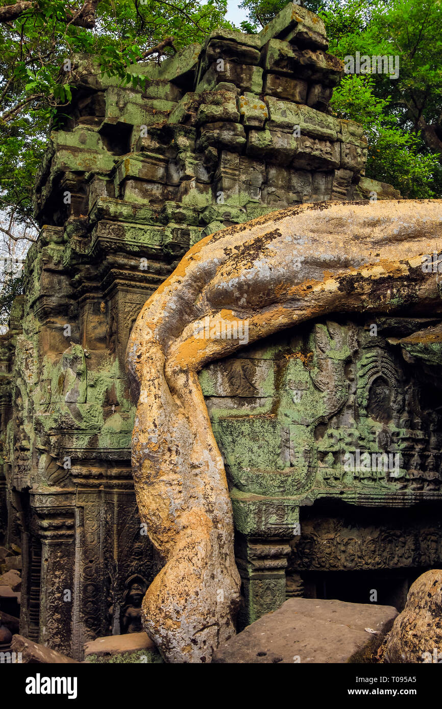 Radice crescendo attraverso 12thC UNESCO di cui tempio Khmer Ta Prohm, Tomb Raider film ubicazione. Angkor, Siem Reap, Cambogia. Foto Stock