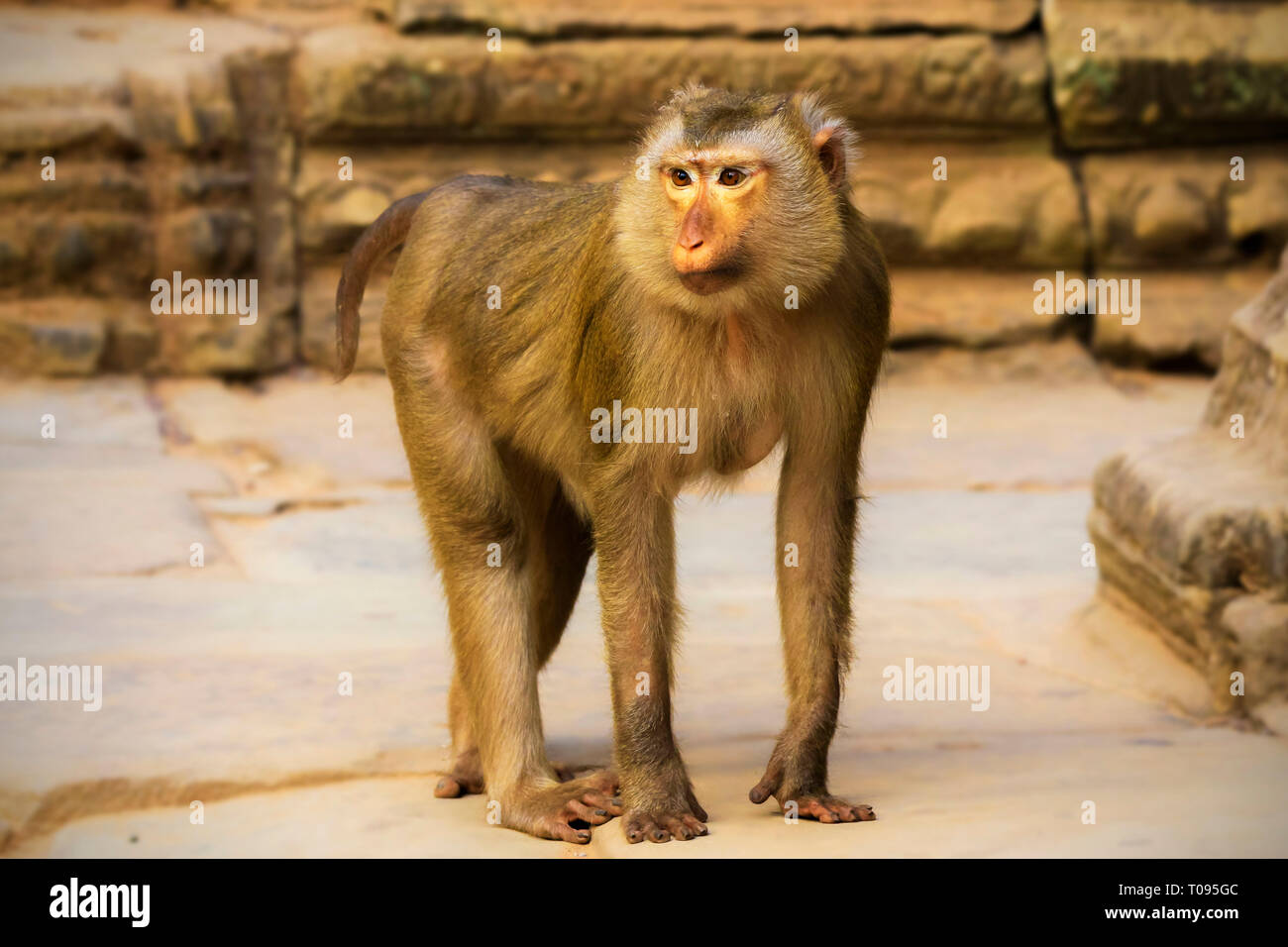 Crab-eating (AKA long-tailed) macaco (Macaca fascicularis), spesso visto in templi, nel tempio Bayon, Angkor Thom; Angkor, Siem Reap, Cambogia. Foto Stock