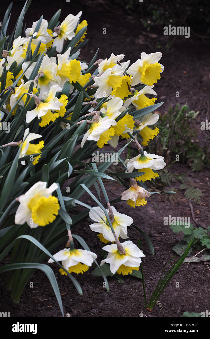 Un gruppo di narciso (grande tazza daffodil) in fiore nel giardino in primavera, il fuoco selettivo. Foto Stock
