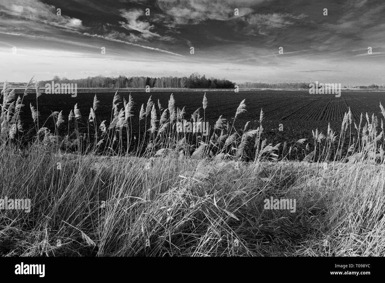 Campi di suolo nero a Holme Fen, la terra più basso in Gran Bretagna, Cambridgeshire, England, Regno Unito Foto Stock
