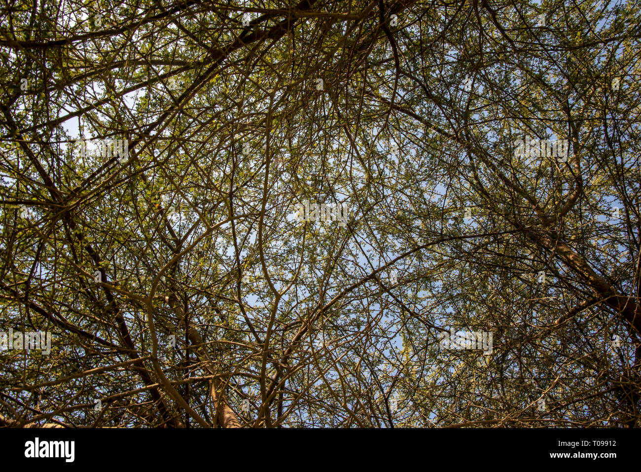 Cielo visto attraverso sottili rami di acacia e fogliame, Umm Al Emarat Park, Abu Dhabi, Emirati Arabi Uniti Foto Stock