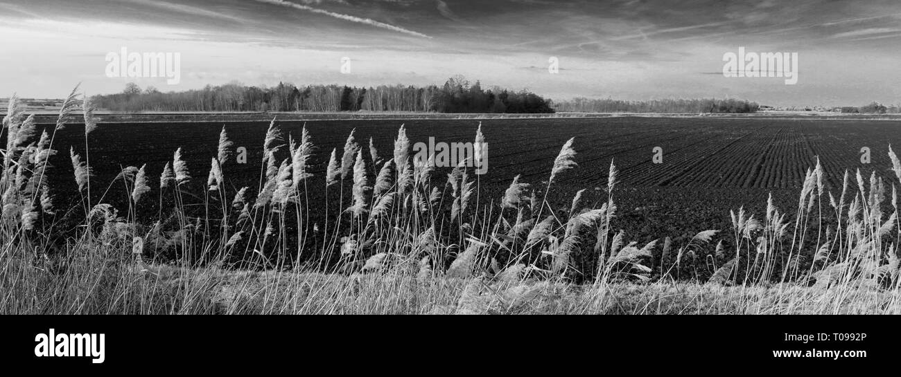 Campi di suolo nero a Holme Fen, la terra più basso in Gran Bretagna, Cambridgeshire, England, Regno Unito Foto Stock