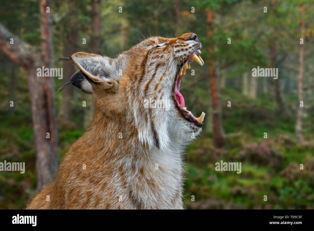 Close up ritratto di sbadigli eurasiatica (Lynx Lynx lynx) mostrando i denti e lunghi canini in bocca aperta nella foresta Foto Stock