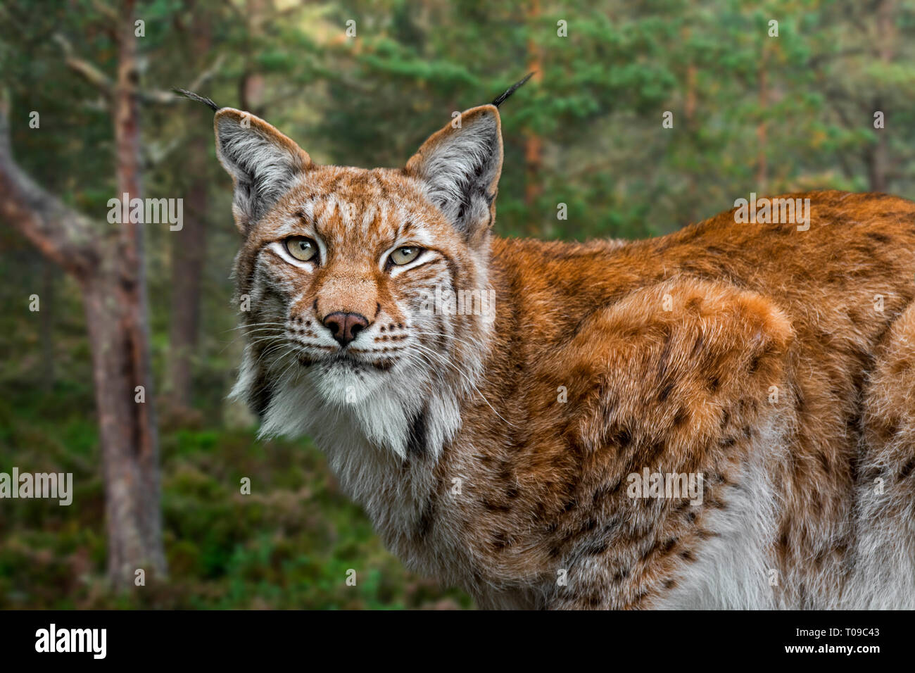 Eurasian (Lynx Lynx lynx) close up ritratto nella foresta Foto Stock