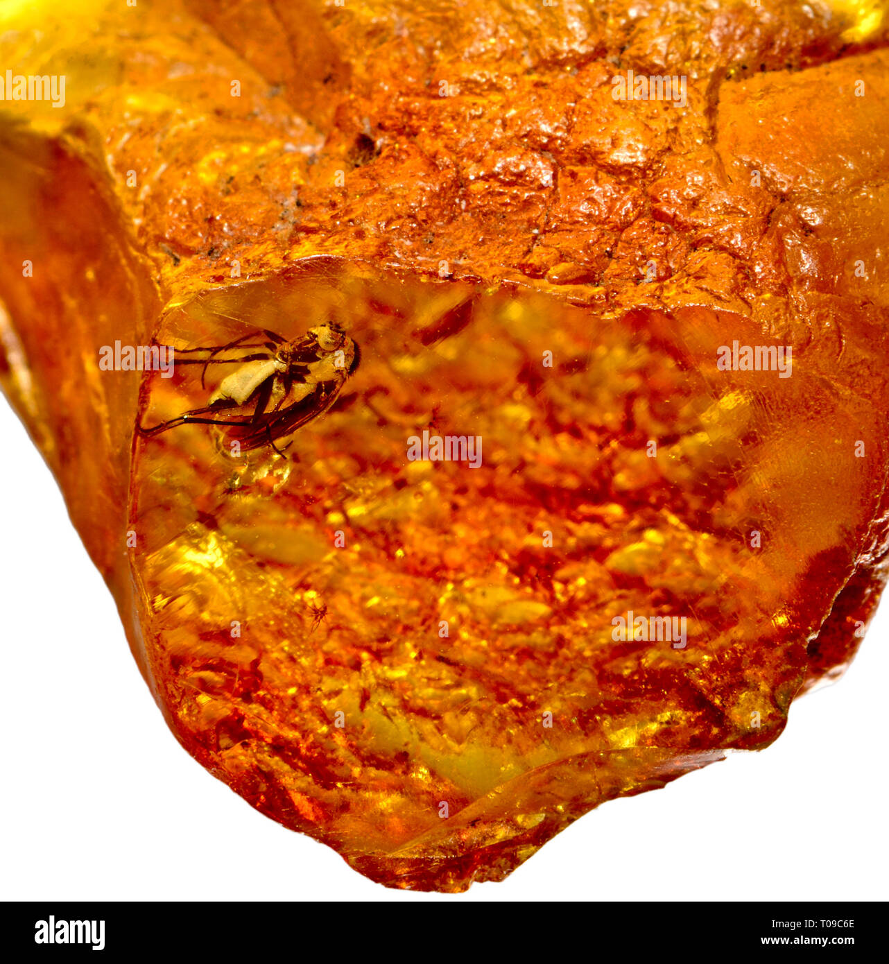 Fly preistorica in ambra baltica - parzialmente coperto nel fungo Foto Stock