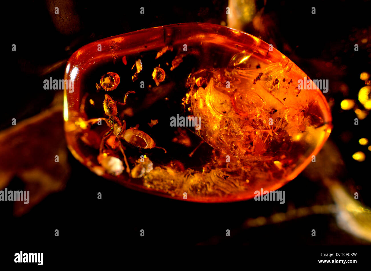 Ant preistorica in ambra baltica Foto Stock