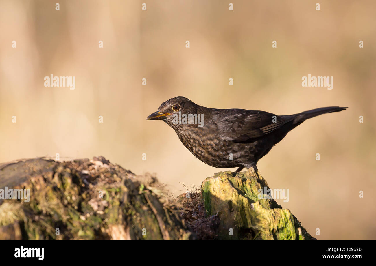 Dettagliato primo piano, femmina UK comune blackbird (Turdus merula) isolato su ceppo di albero, perching in inverno sole, naturale bosco UK. Uccelli britannici. Foto Stock