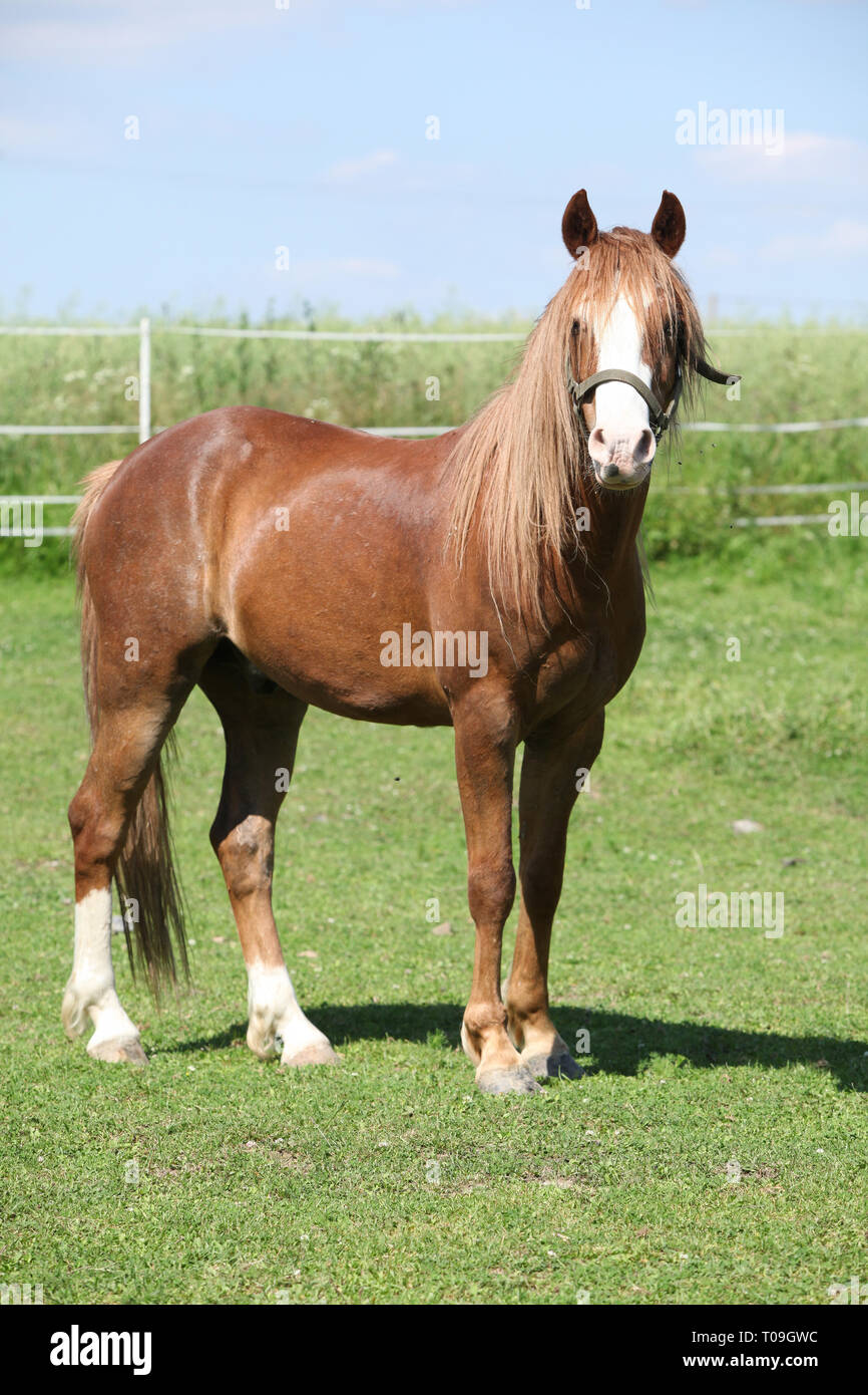 Bella chestnut welsh mountain pony stallone con capelli biondi permanente sulla pastorizia Foto Stock