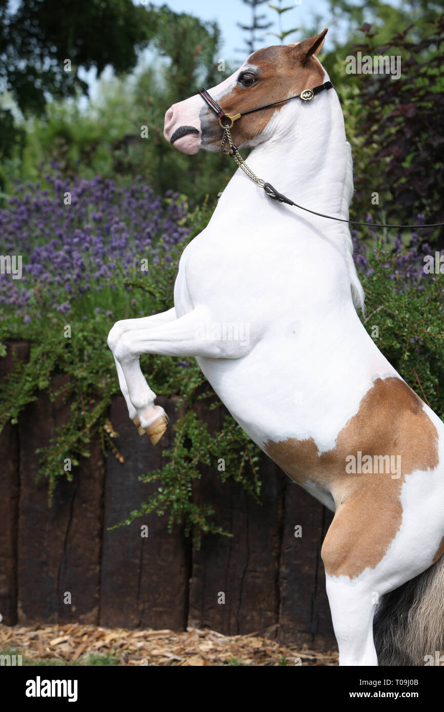 Skewbald American miniatura cavallo rampante in giardino Foto Stock
