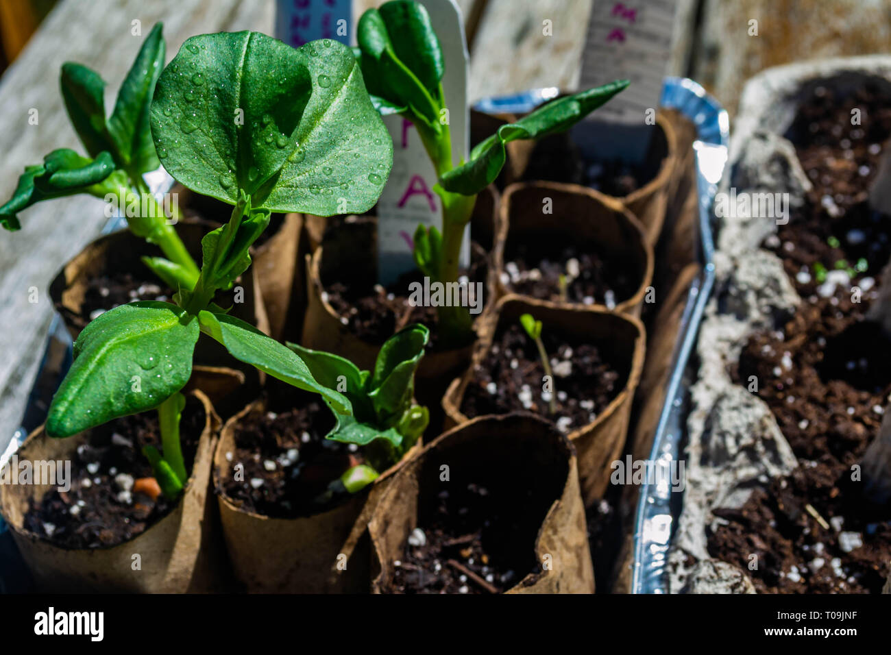 Fava piantine che crescono in vasi di avviamento composto da materiali riciclati carta igienica cilindri Foto Stock