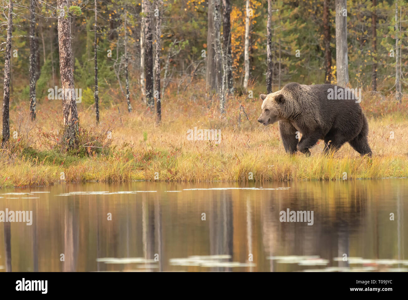 Eurasian Orso Bruno - Foto Stock