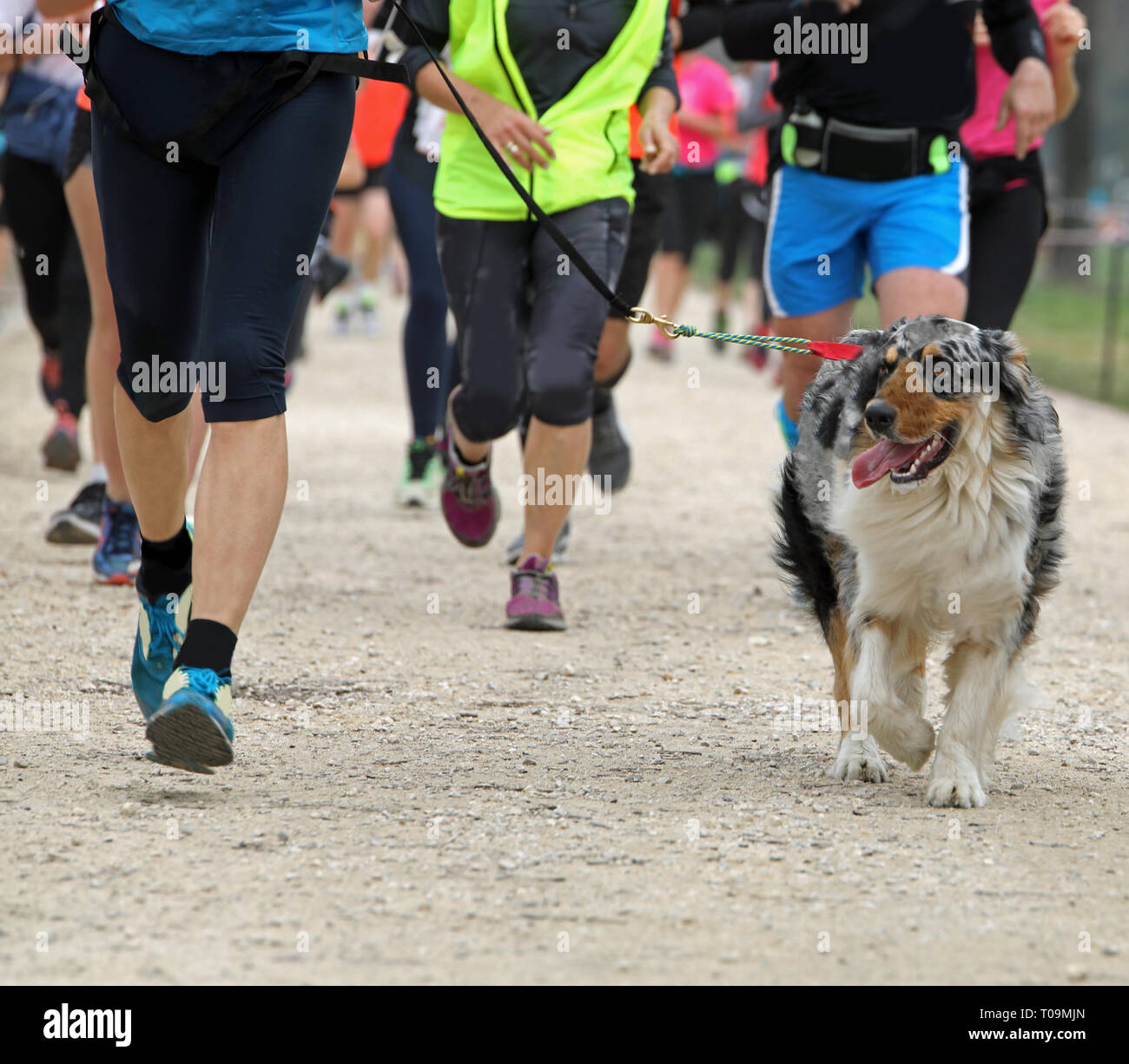 Cane e molti corridori durante il cross country gara Foto Stock