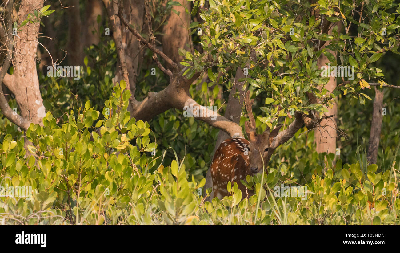 Avvistato cervi a Sundarban) Riserva della Tigre Foto Stock