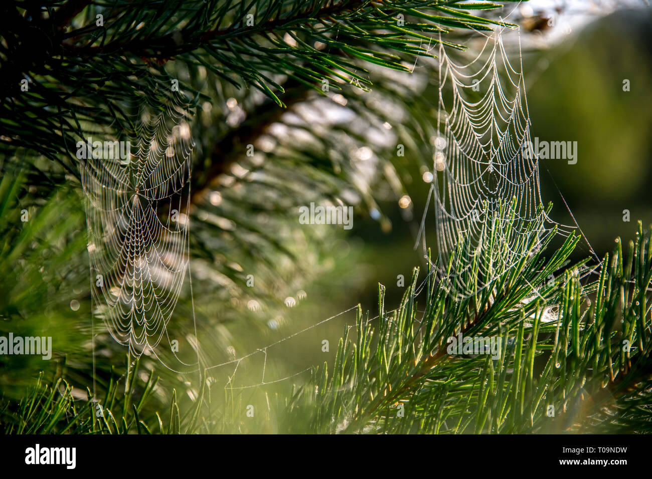 Spider Web su di un pino sulla foresta verde dello sfondo.. Ragnatela. Spider Web è web realizzato da spider. Spider net in natura. Foto Stock