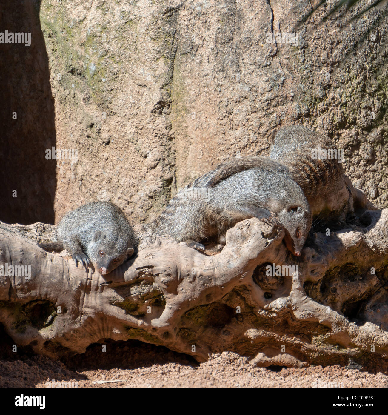 VALENCIA, Spagna - 26 febbraio : Mongoose presso il Bioparco di Valencia Spagna il 26 febbraio 2019 Foto Stock