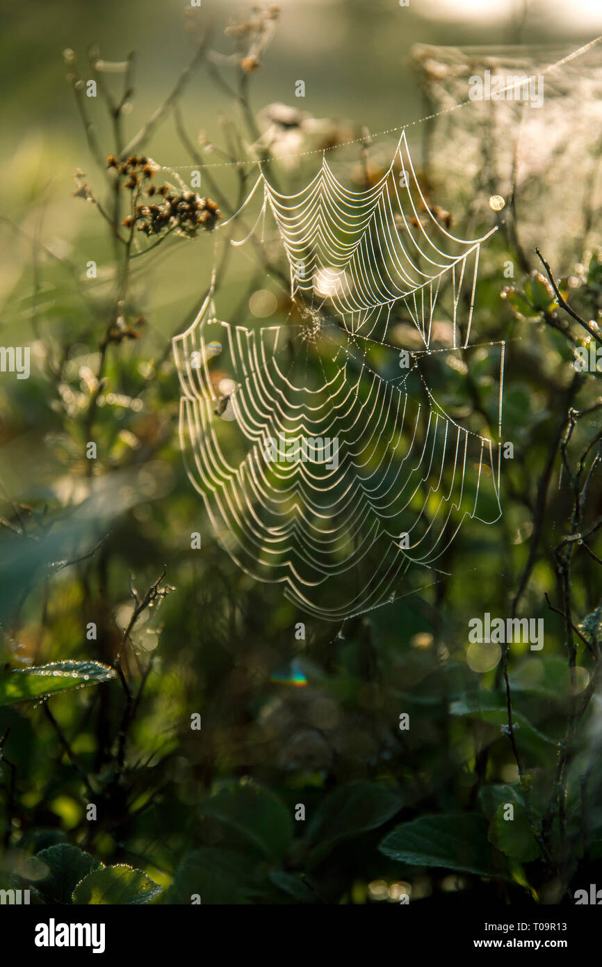 Fulgido di gocce di acqua su spider web sulla foresta verde sfondo in Lettonia. Spider Web è web realizzato da spider. Spider net in natura. Foto Stock
