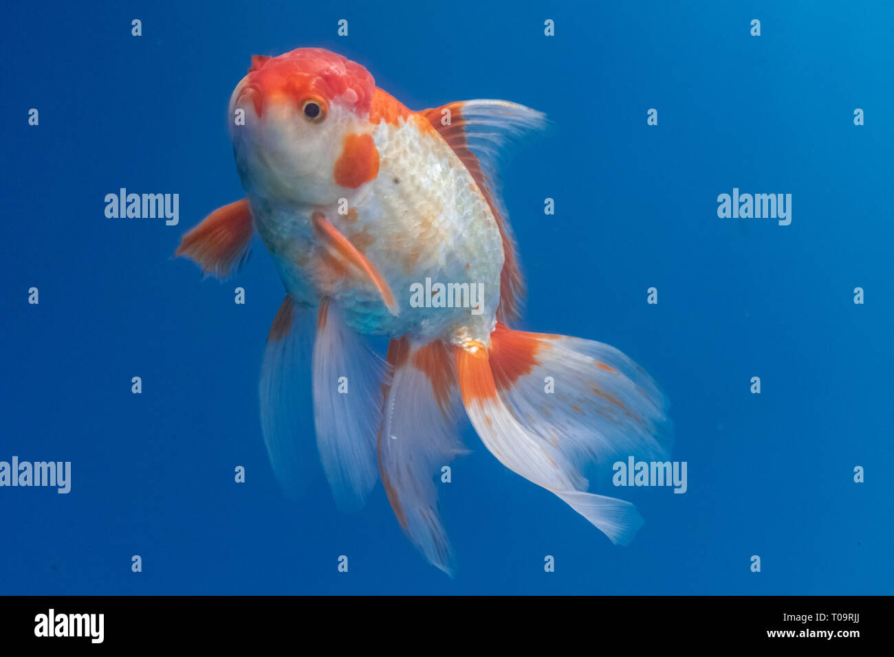 Oranda Goldfish (Carassius auratus) nuotare in acqua blu ambiente Foto Stock