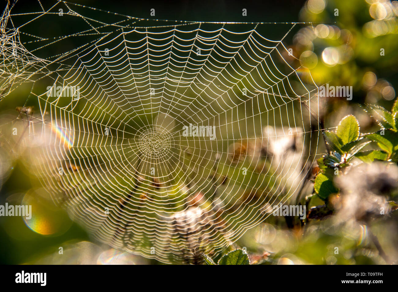 Fulgido di gocce di acqua su spider web sulla foresta verde sfondo in Lettonia. Spider Web è web realizzato da spider. Spider net in natura. Foto Stock