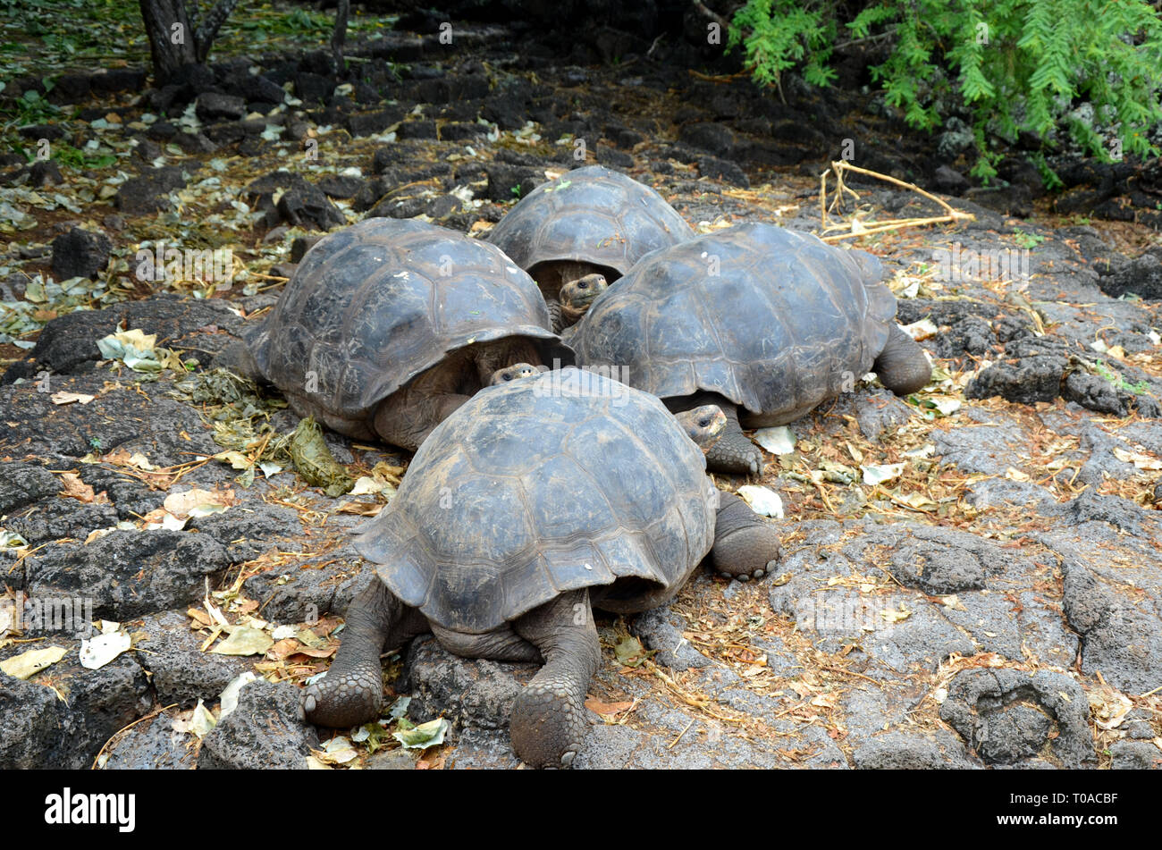 Le Galapagos tartaruga gigante Darwin Foto Stock