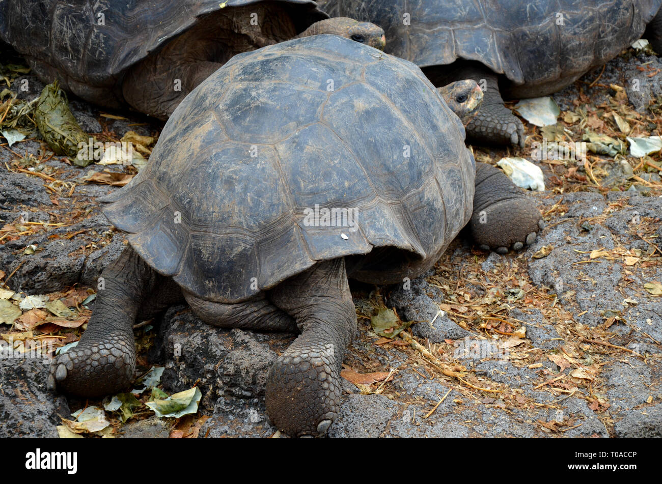 Le Galapagos tartaruga gigante Darwin Foto Stock