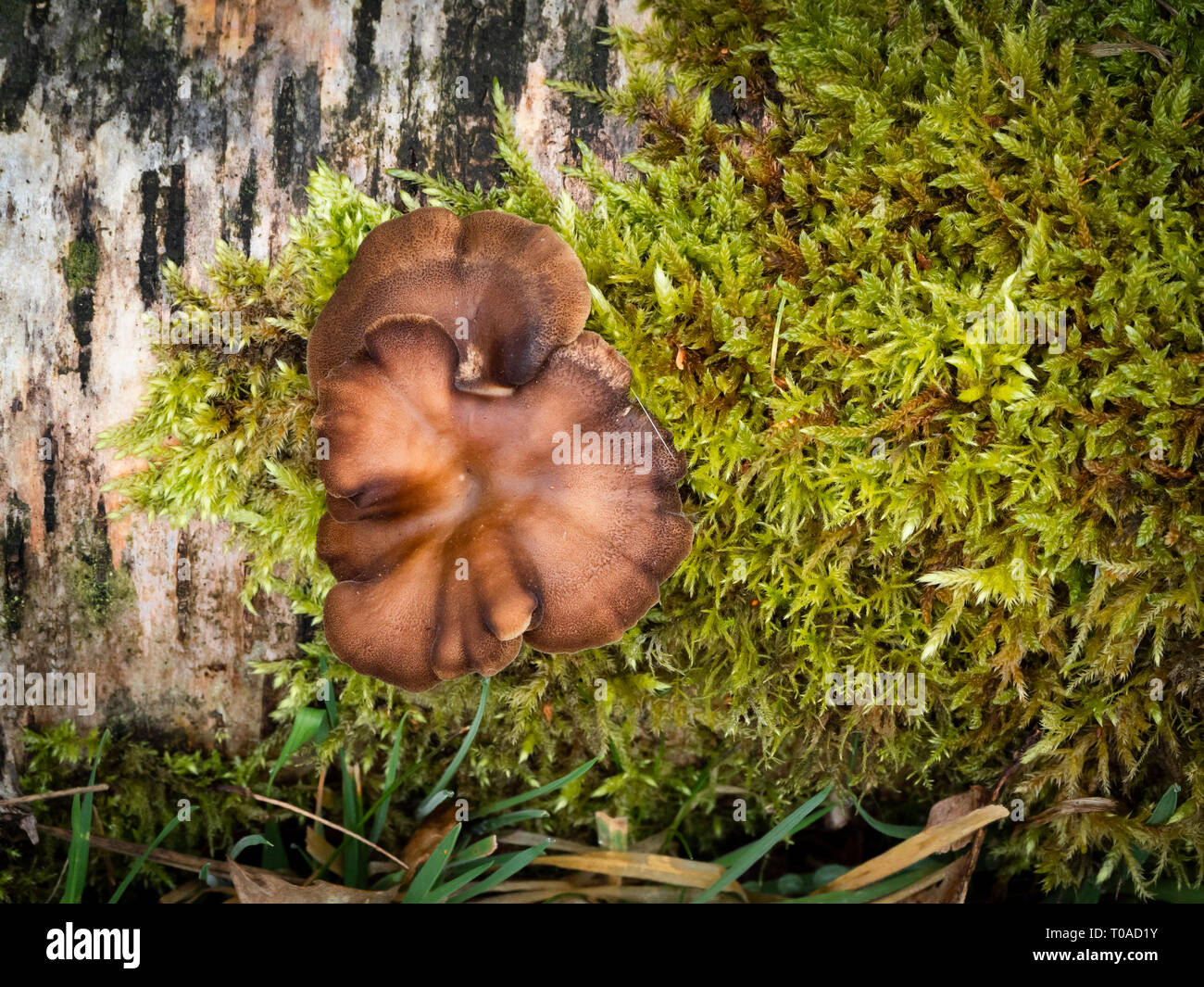 La Betulla Polypores sul decadimento del registro di betulla. Foto Stock