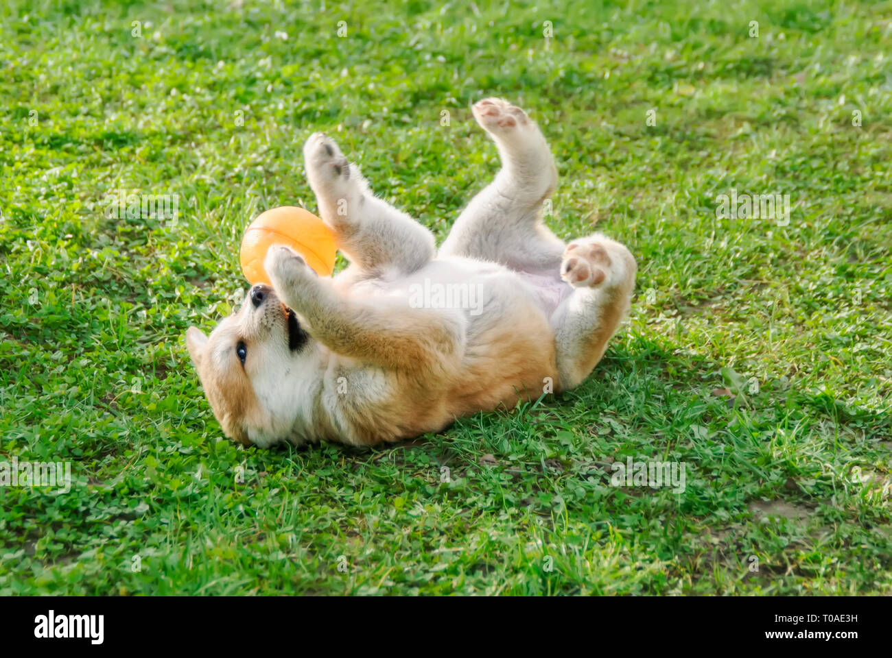 Un divertente di Akita Inu cucciolo, 8 settimane femmina, giocando con una palla in un prato verde prato, rotolare sulla sua schiena e espone la sua pancia Foto Stock