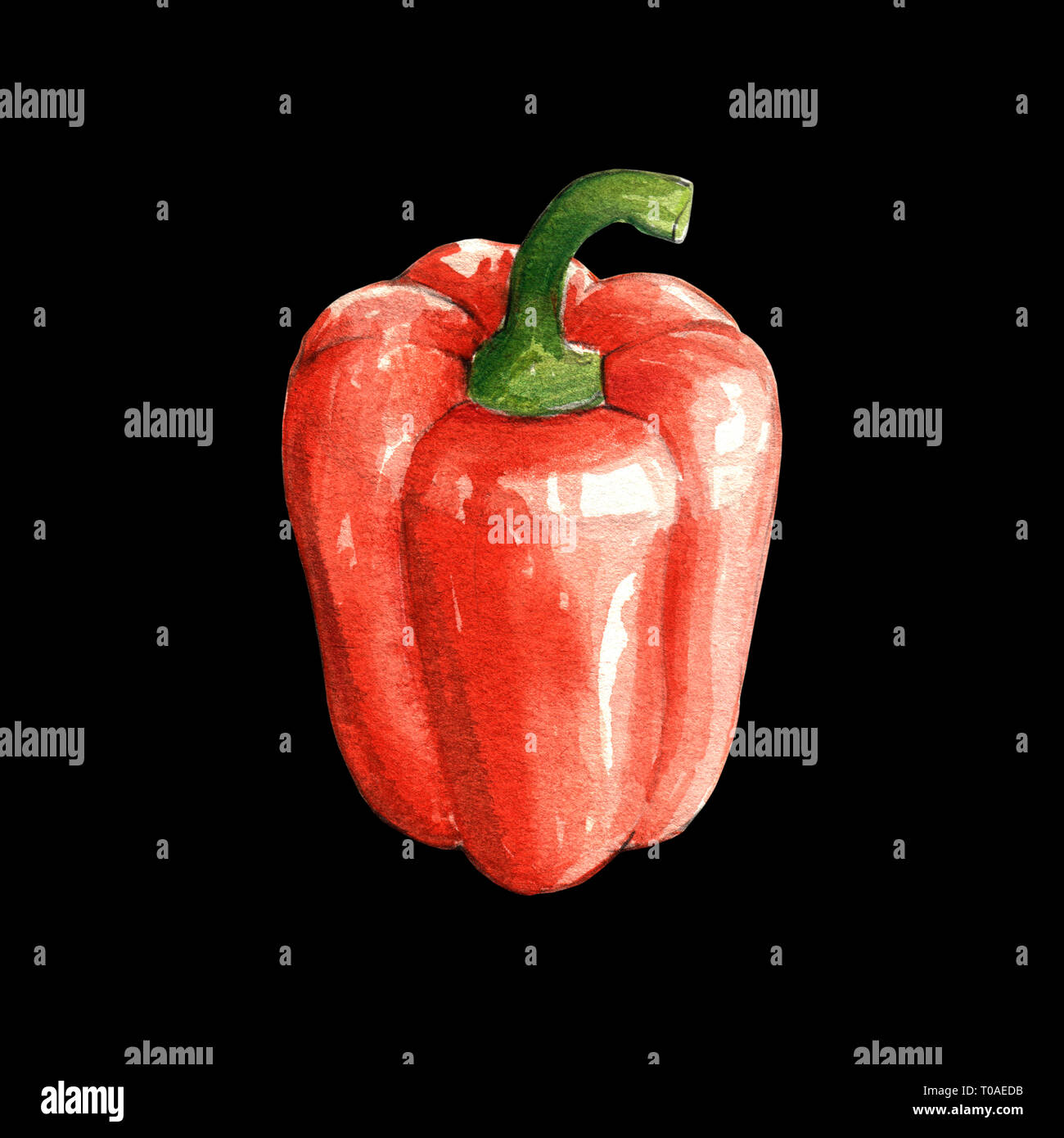 Peperone rosso illustrazione ad acquerello su sfondo nero Foto Stock