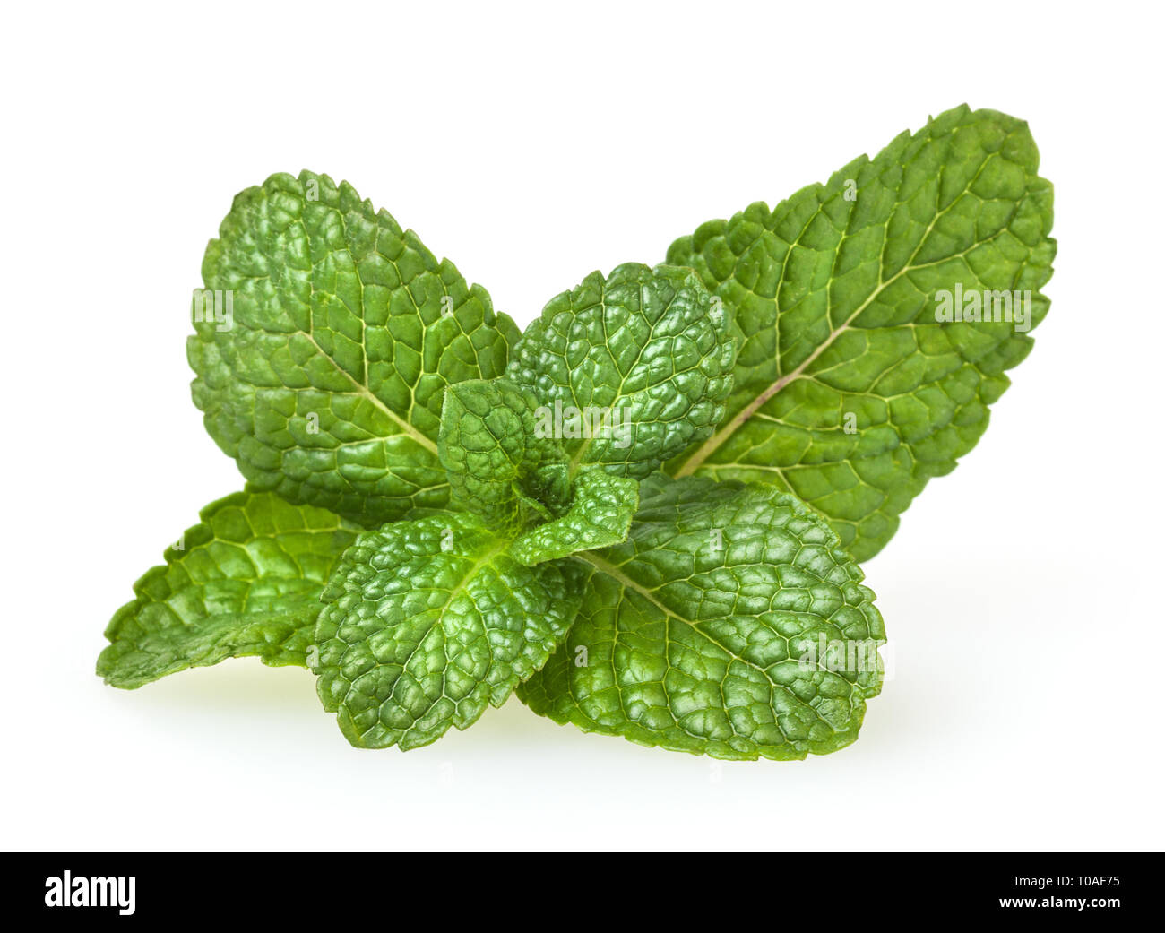 Fresche foglie di menta verde isolato su sfondo bianco Foto Stock