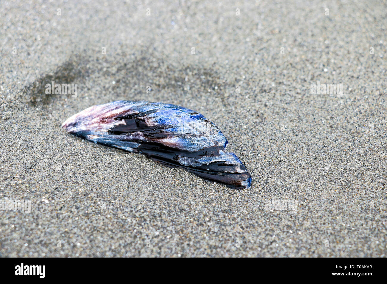 Piccola bella gusci giacente sulla sabbiosa spiaggia del mare o oceano Foto Stock