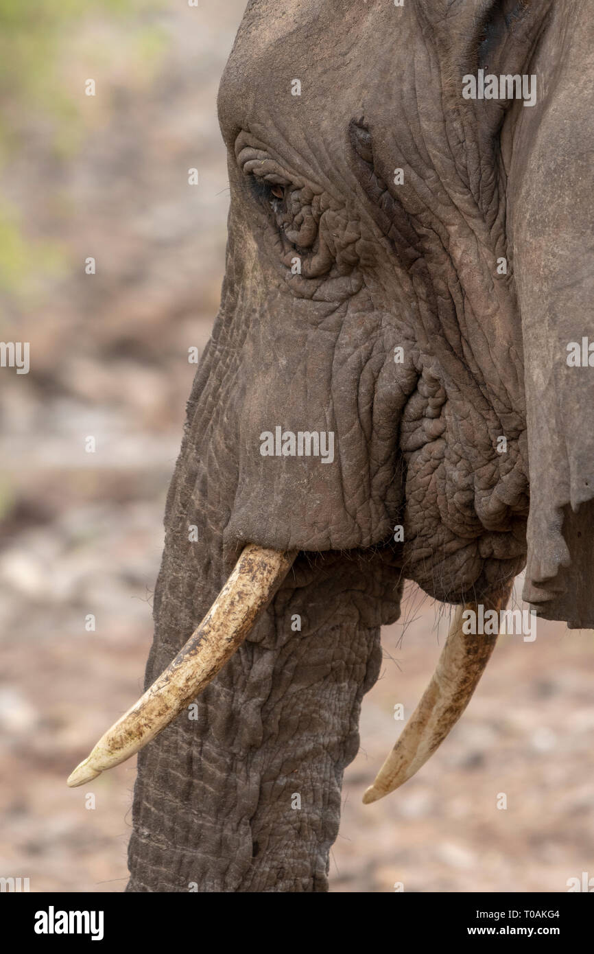 Elefante africano Loxodonta africana, in Lake Manyara National Park, Tanzania Foto Stock