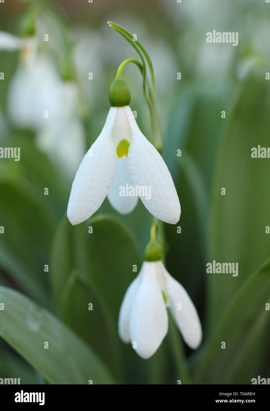 Galanthus elwesii. Profumati di Elwesii snowdrop in febbraio, UK giardino. Chiamato anche Elwes la Snowdrop. Modulo Gas Anestetici Foto Stock
