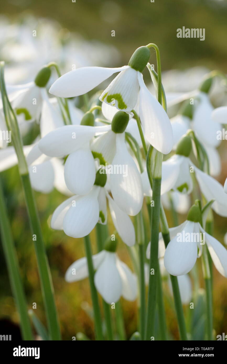Galanthus. Snowdrop display illuminato dalla luce del sole invernale - Febbraio, REGNO UNITO Foto Stock