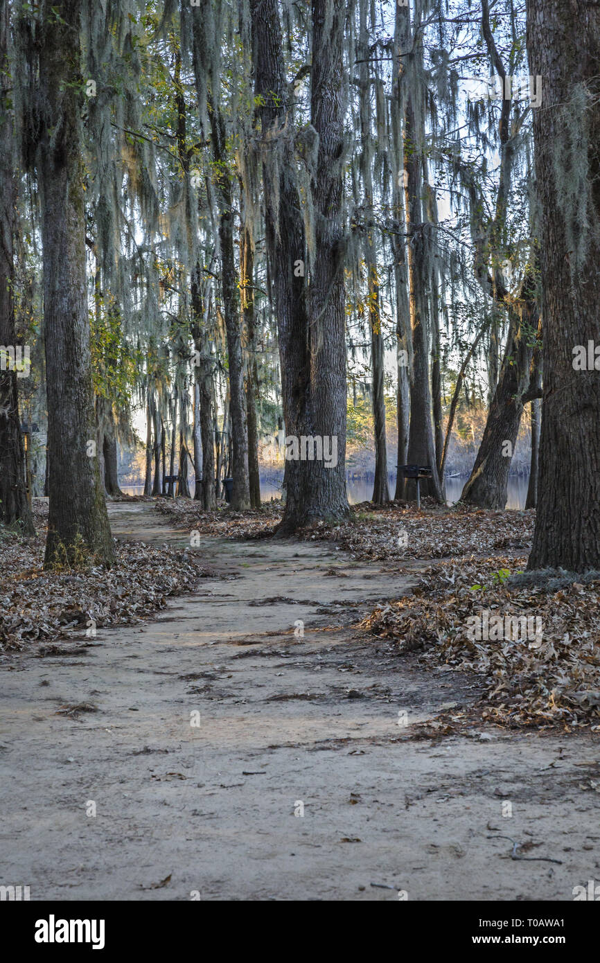 Caddo Lake state park trail, Texas Foto Stock