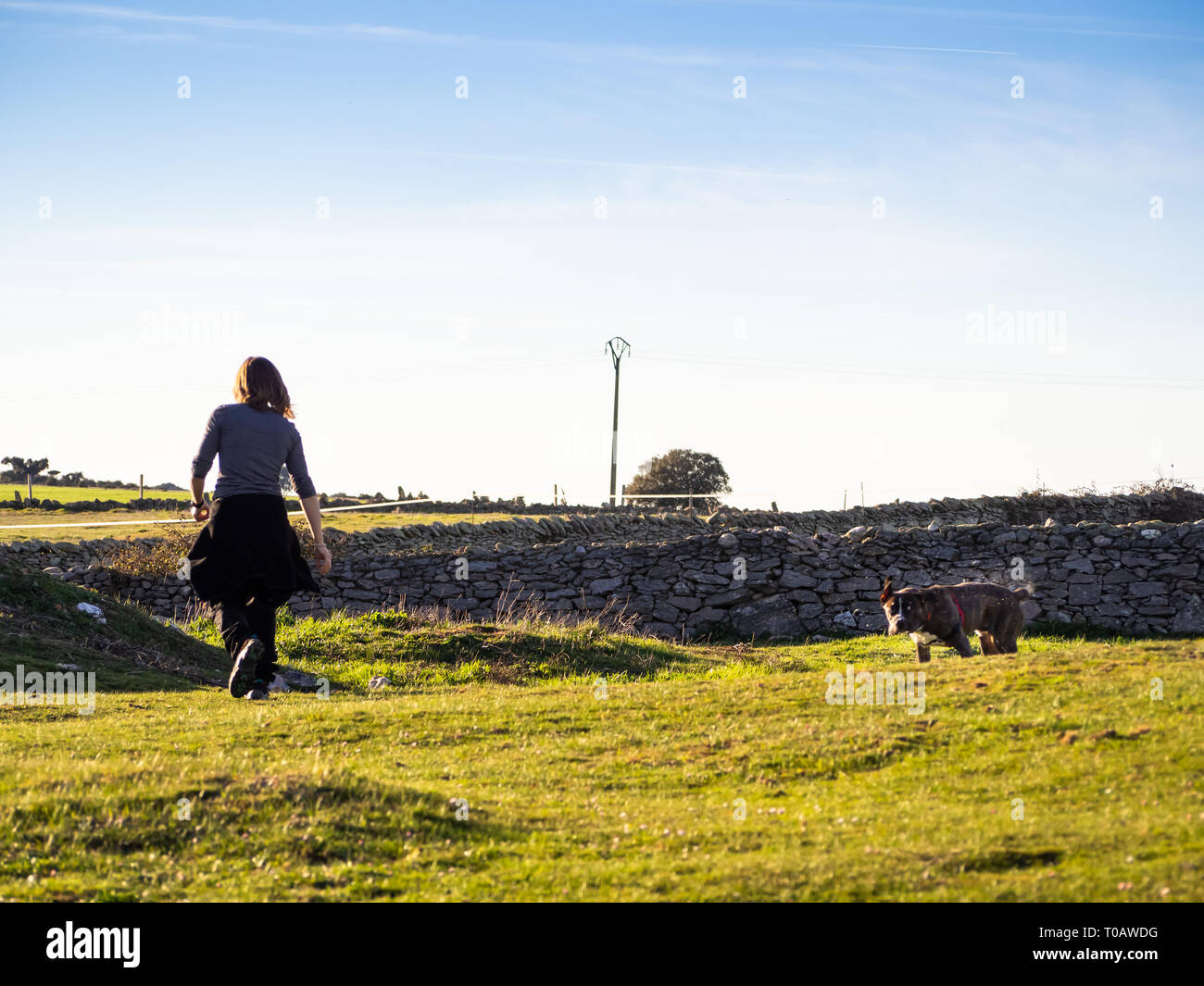 Una donna adulta giocando con un giovane cane di american staffordshire razza in campagna in primavera Foto Stock