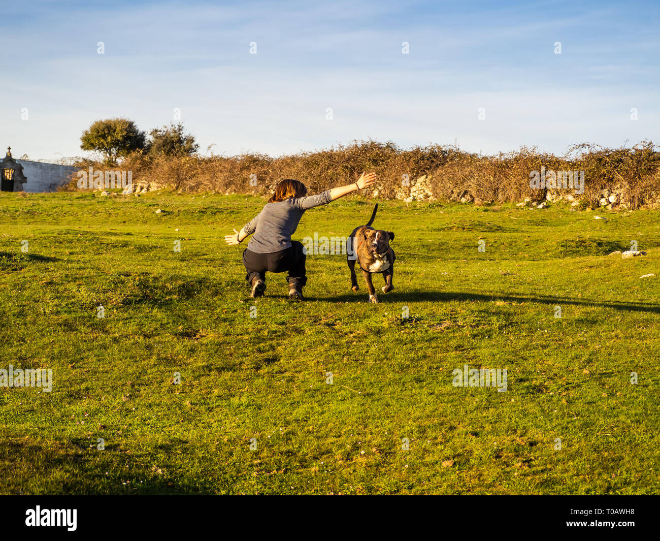 Una donna adulta giocando con un giovane cane di american staffordshire razza in campagna in primavera Foto Stock