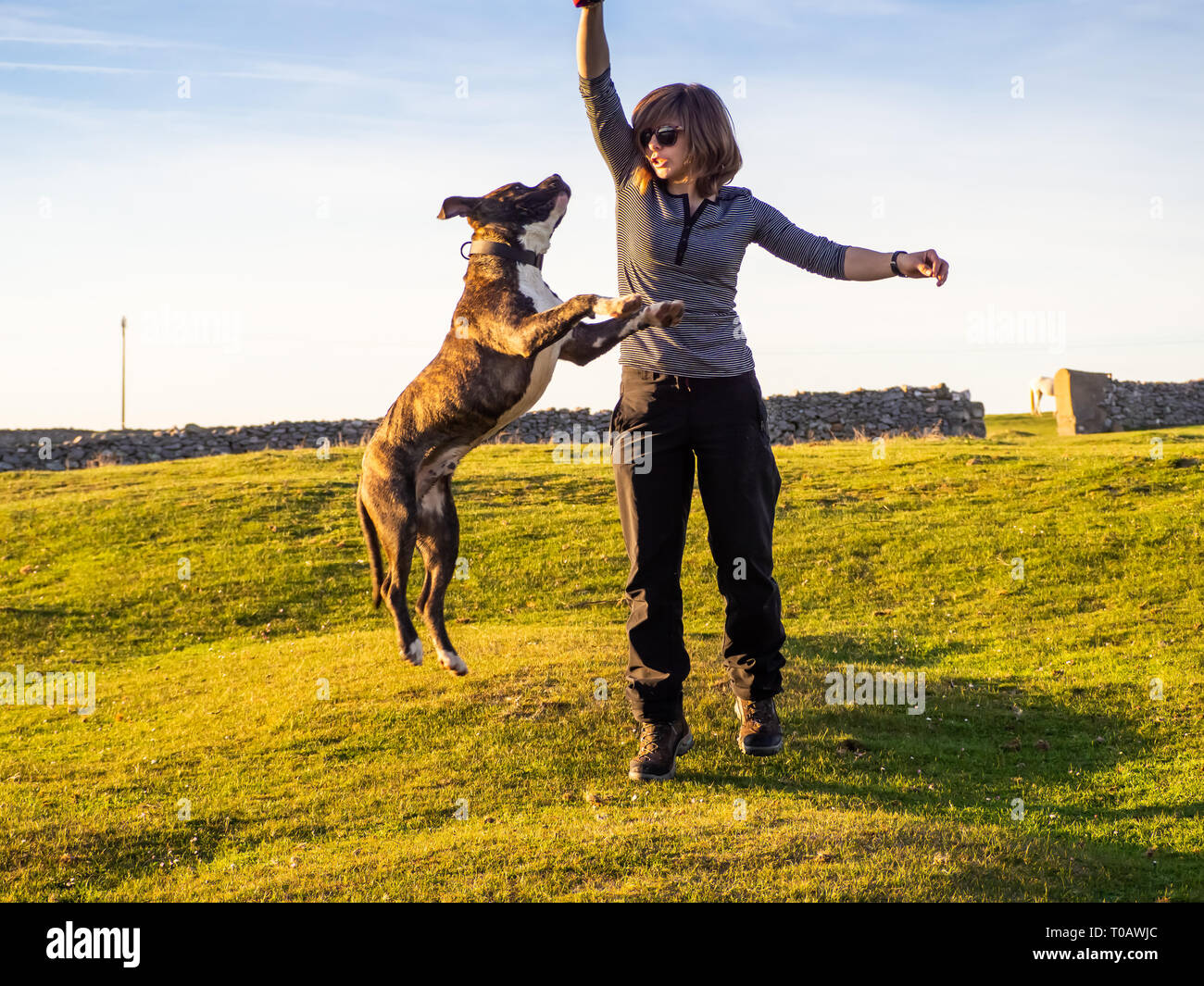 Una donna adulta giocando con un giovane cane di american staffordshire razza in campagna in primavera Foto Stock