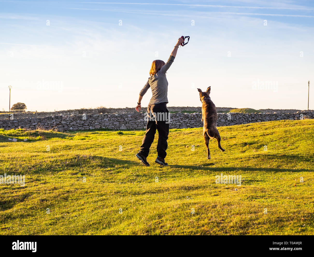 Una donna adulta giocando con un giovane cane di american staffordshire razza in campagna in primavera Foto Stock