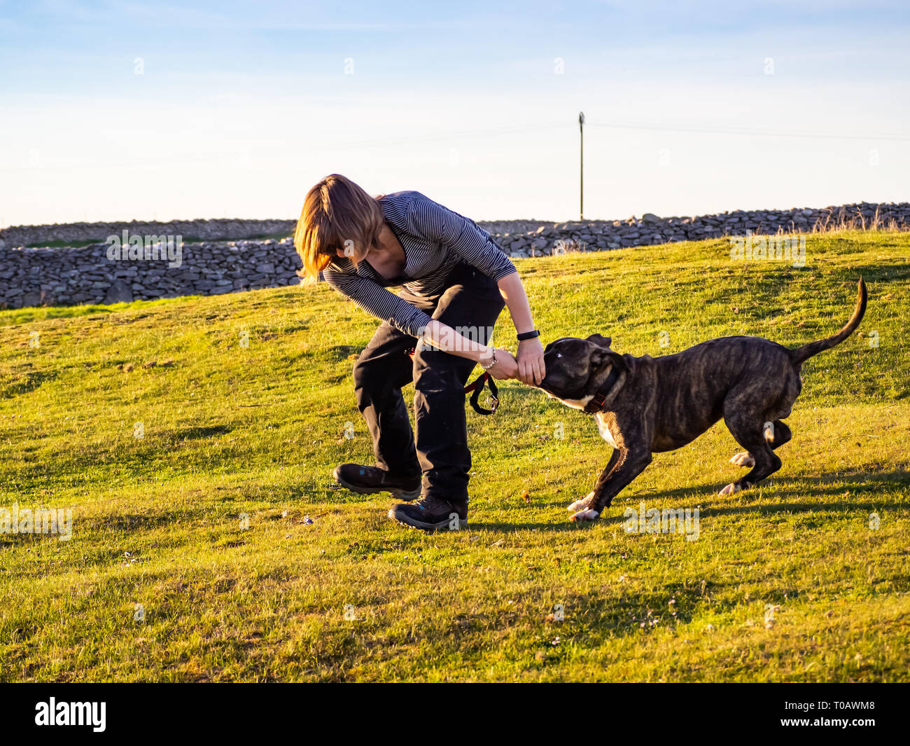 Una donna adulta giocando con un giovane cane di american staffordshire razza in campagna in primavera Foto Stock