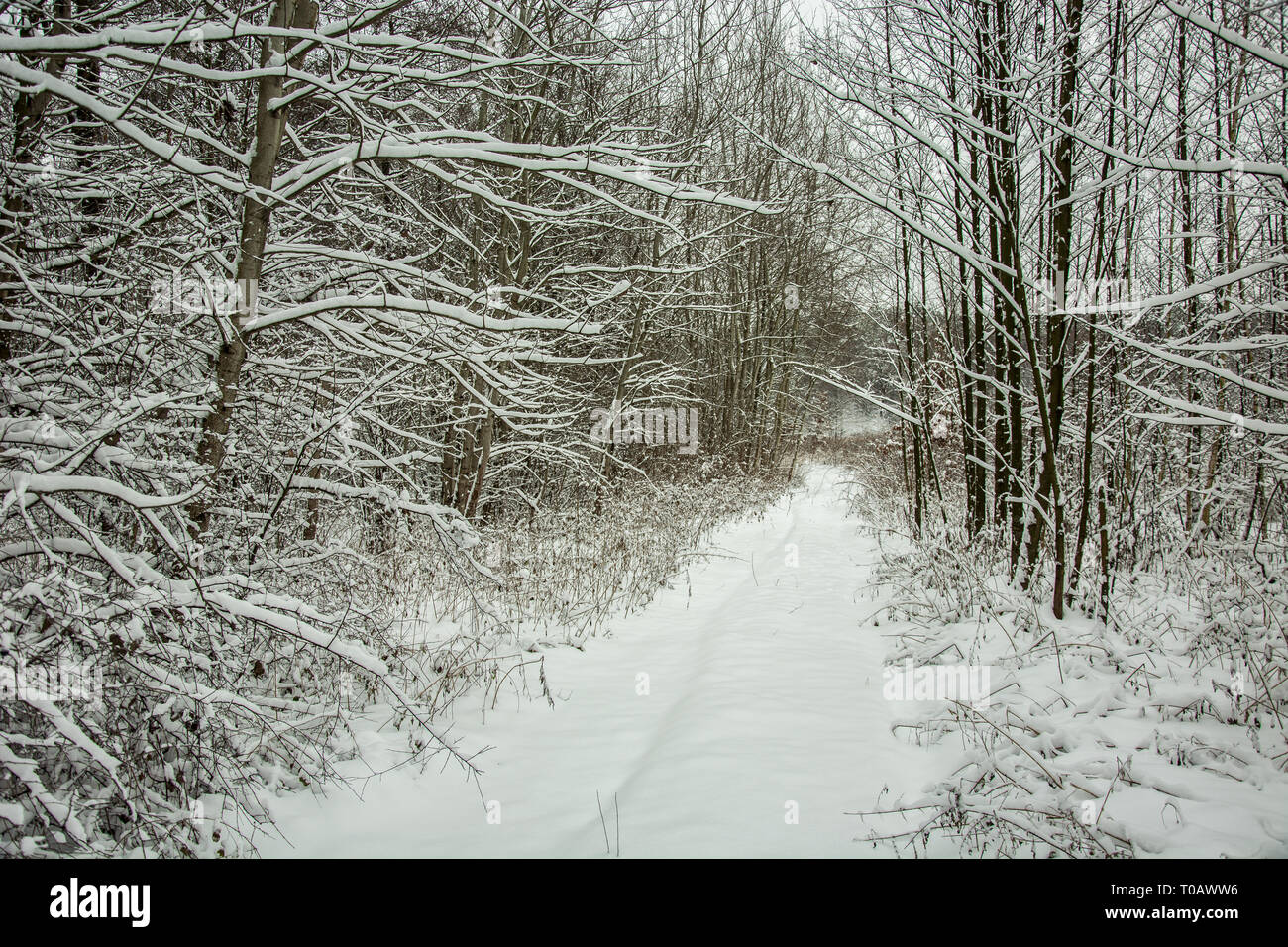 Coperta di neve la strada attraverso la foresta - bellezza vista invernale Foto Stock