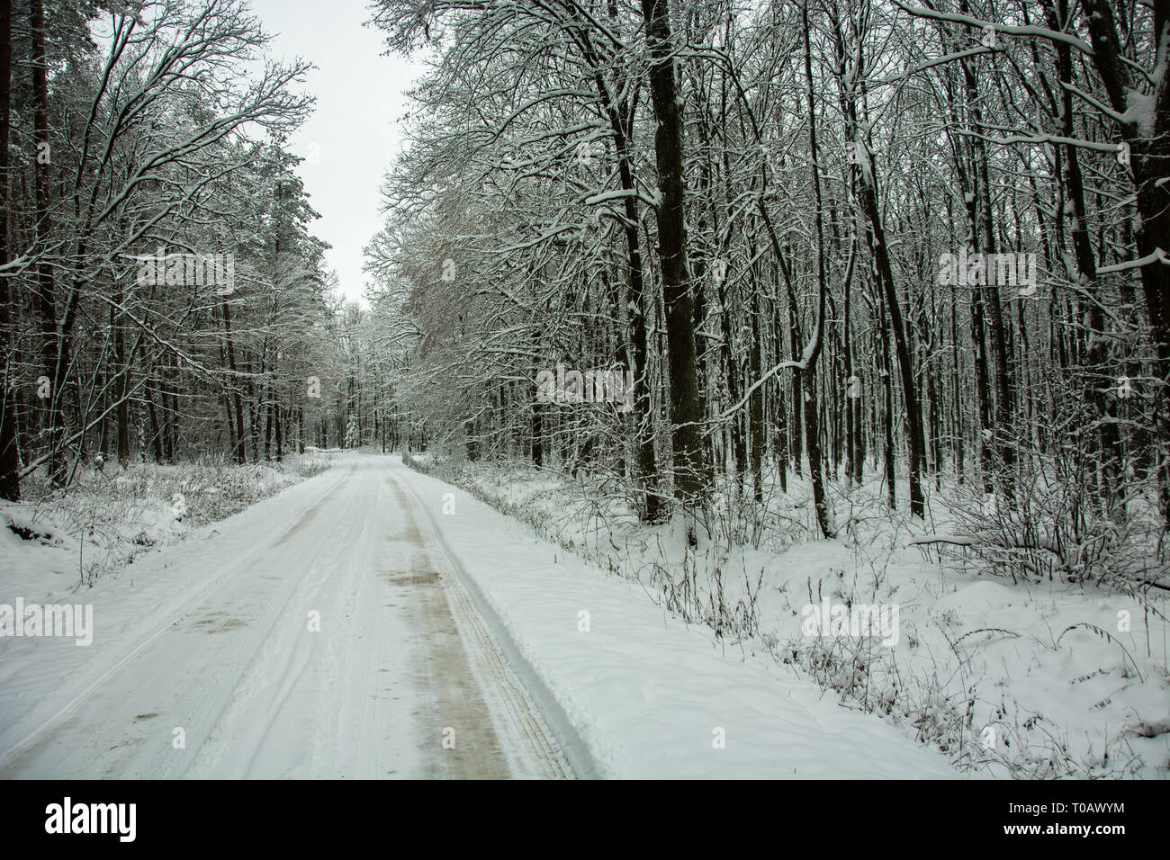 Una semplice strada innevata attraverso la foresta - Vista in giornata invernale Foto Stock