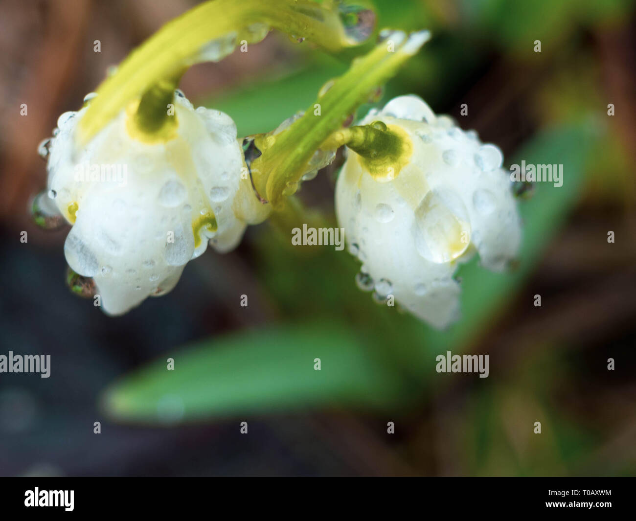 Due splendidi fiori snowdrop soft focus, perfetto per una cartolina, tempo di primavera Foto Stock